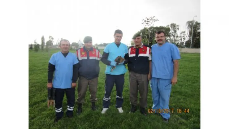 Yaralı kızıl şahin kuşunu Jandarma ekipleri kurtardı