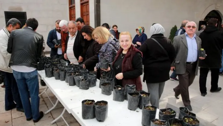 Talas yeniden 'karadut' diyarı olacak