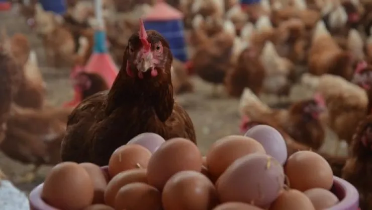 Tavuk eti ve yumurtada rekor üretim
