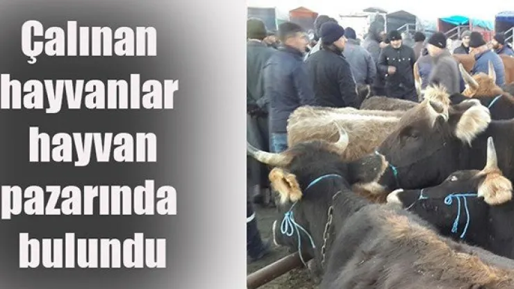 Arazide çalınan hayvanlar hayvan pazarında bulundu