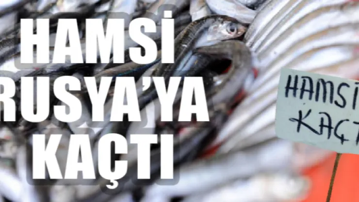 Hamsi Rusya'ya kaçtı, fiyatlar arttı