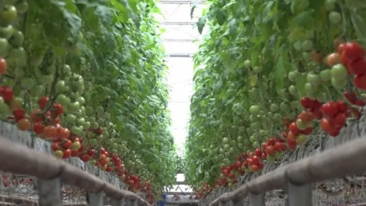 Kayseri Şeker'in kışlık domateslerinin hasadına başlandı