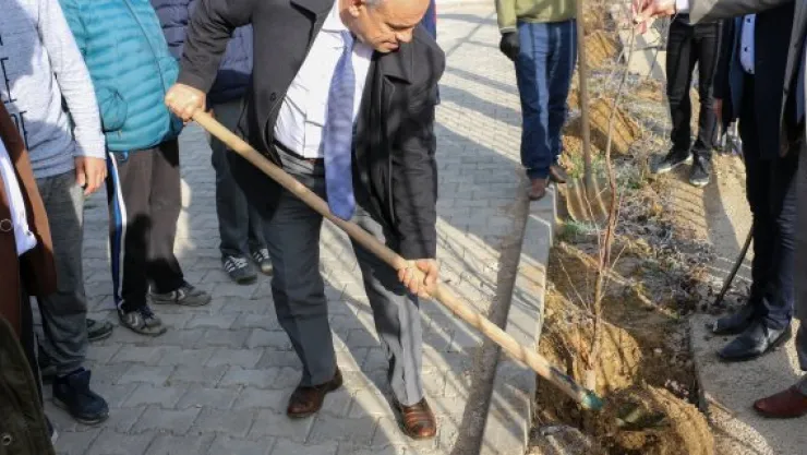 Yahyalı'da 'Ecdad Mirası Çınarlar' toprakla buluşuyor
