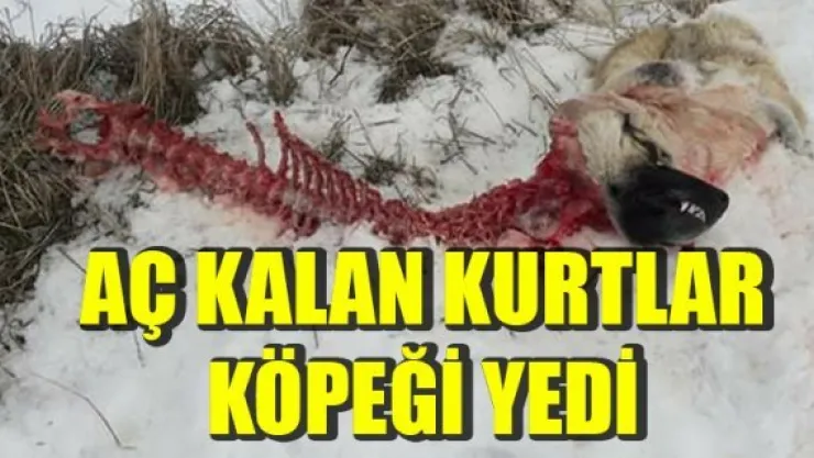 AÇ KALAN KURTLAR KÖPEĞİ YEDİ
