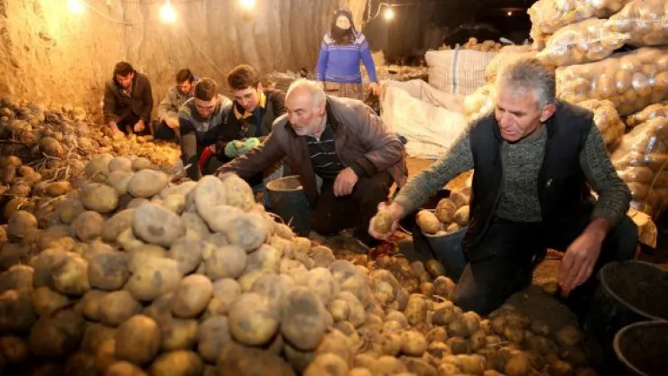 Patates için ihracat teşviki bekleniyor