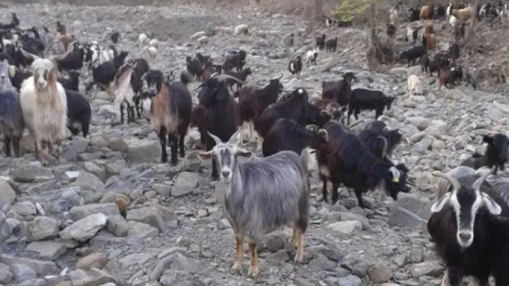 Çoban istihdam desteği küçükbaş üretimini artıracak