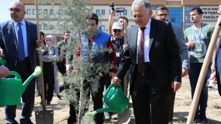 Nikah şekeri yerine çam fidanı 