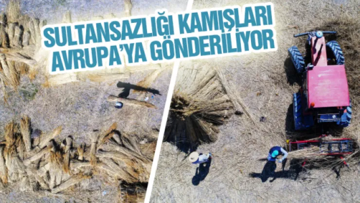 Sultansazlığı kamışları Avrupa'ya gönderiliyor