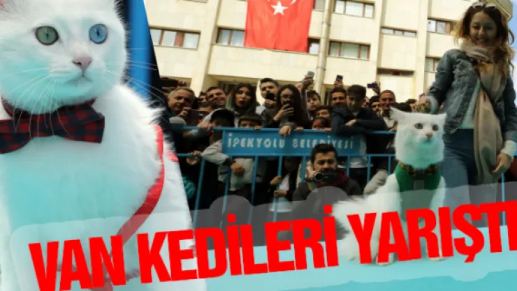 Van kedileri yarıştı