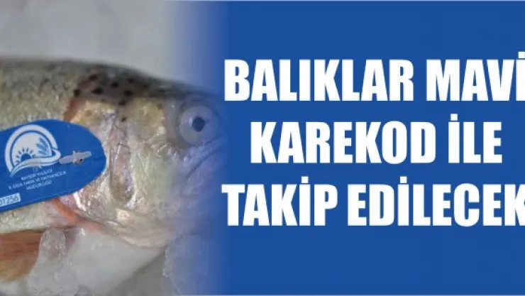 Balıklar mavi karekod ile takip edilecek