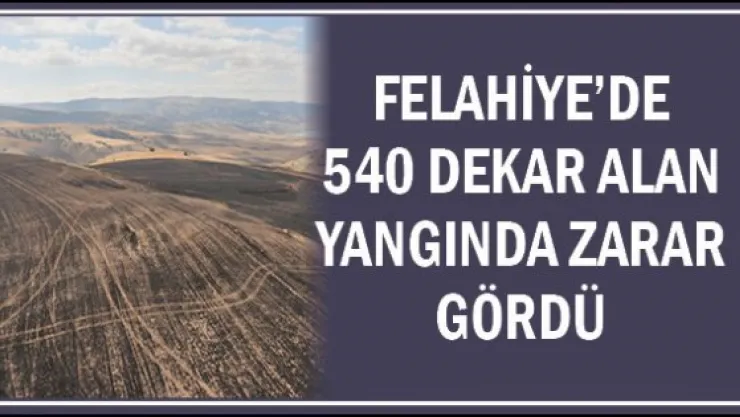 Felahiye'de 540 dekar alan yangında zarar gördü