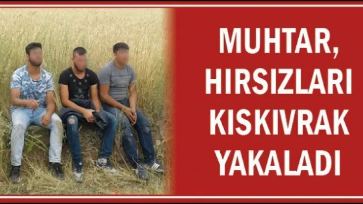 Muhtar, hırsızları kıskıvrak yakaladı