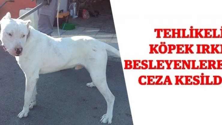 Tehlikeli köpek ırkı besleyenlere ceza kesildi