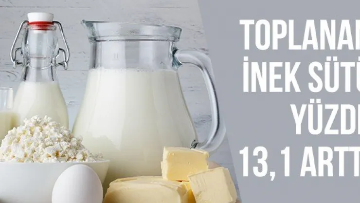 Toplanan inek sütü yüzde 13,1 arttı
