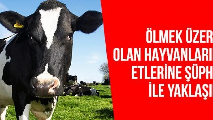 Ölmek üzere olan hayvanların etlerine şüphe ile yaklaşın
