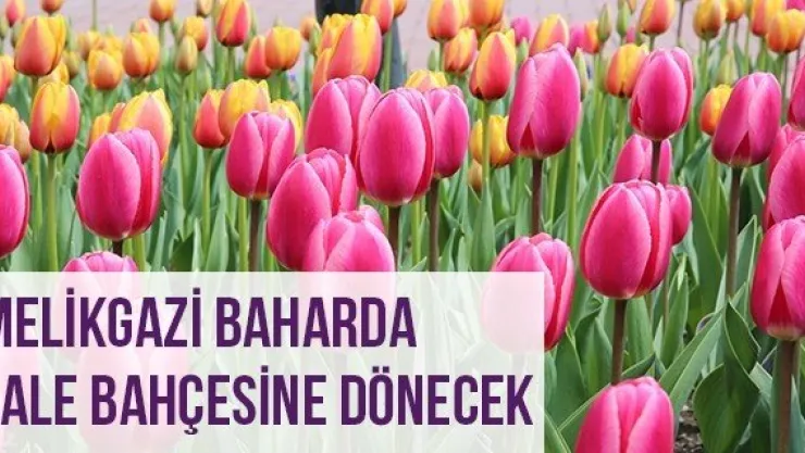 Melikgazi Baharda Lale Bahçesine Dönecek