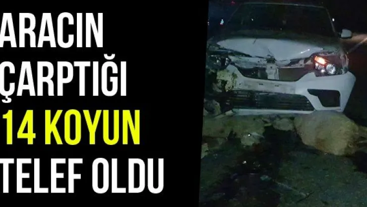 Aracın Çarptığı 14 Koyun Telef Oldu