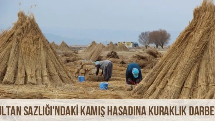 Sultan Sazlığı'ndaki Kamış Hasadına Kuraklık Darbesi