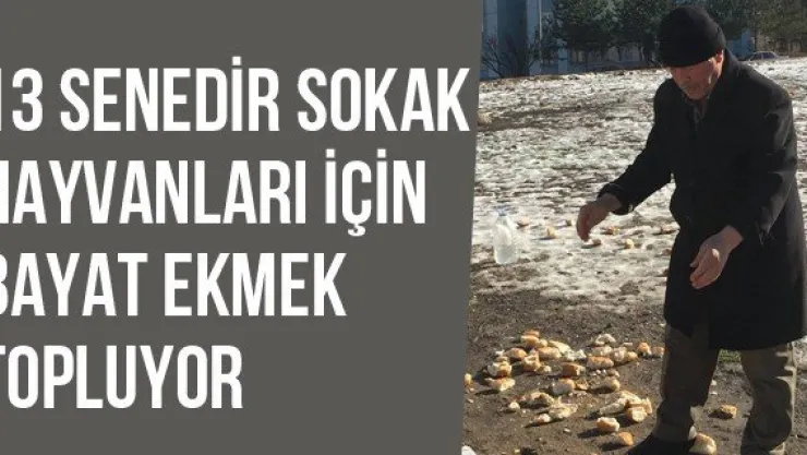 13 Senedir Sokak Hayvanları İçin Bayat Ekmek Topluyor