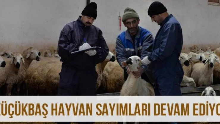 Küçükbaş Hayvan Sayımları Devam Ediyor