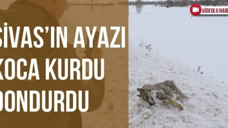 Sivas'ın Ayazı Koca Kurdu Dondurdu