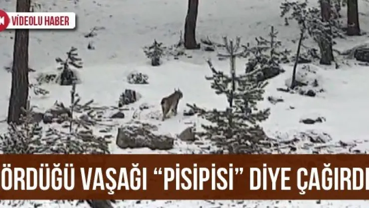 Gördüğü Vaşağı 'Pisipisi' Diye Çağırdı