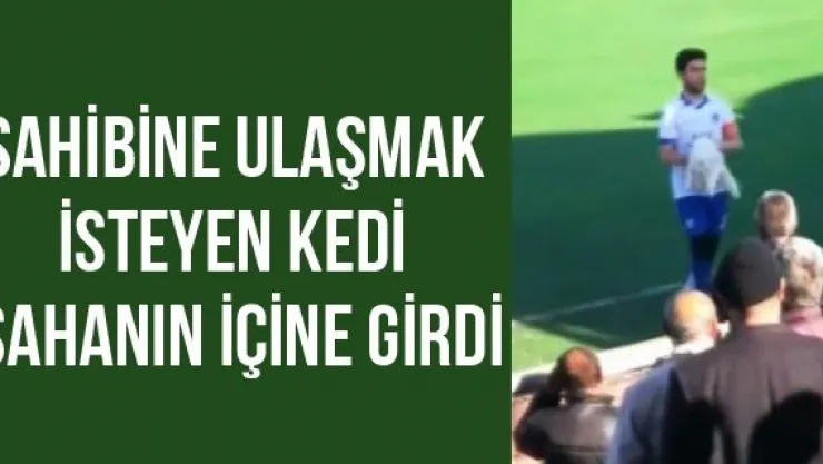 Sahibine ulaşmak isteyen kedi sahanın içine girdi