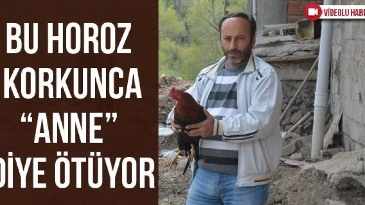 Bu horoz korkunca 'anne' diye ötüyor