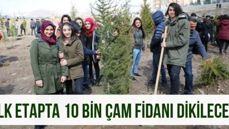 İlk etapta 10 bin çam fidanı dikilecek