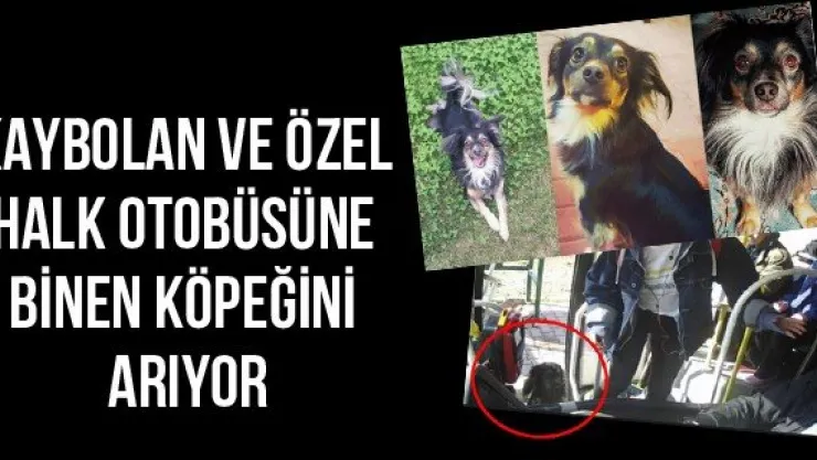 Kaybolan ve özel halk otobüsüne binen köpeğini arıyor