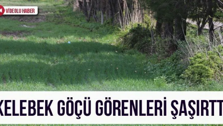 Kelebek Göçü Görenleri Şaşırttı