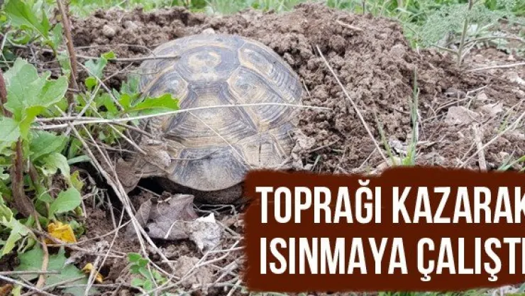 Toprağı kazarak ısınmaya çalıştı