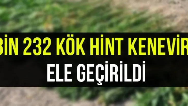 Bin 232 Kök Hint Keneviri Ele Geçirildi