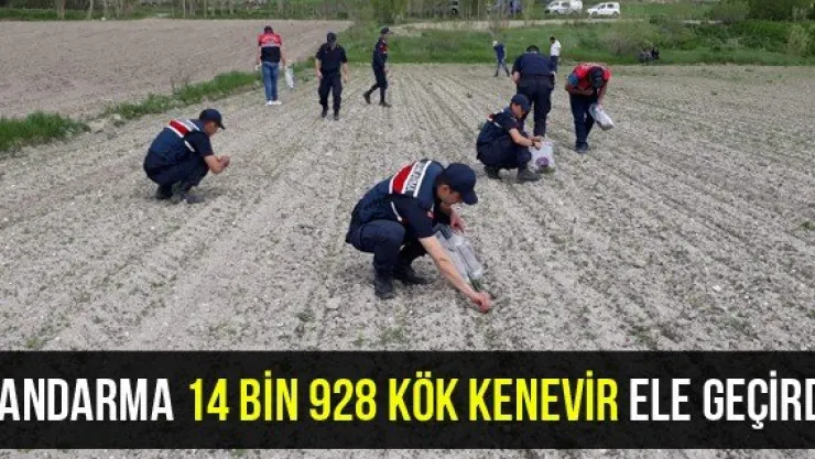 Jandarma 14 bin 928 kök kenevir ele geçirdi