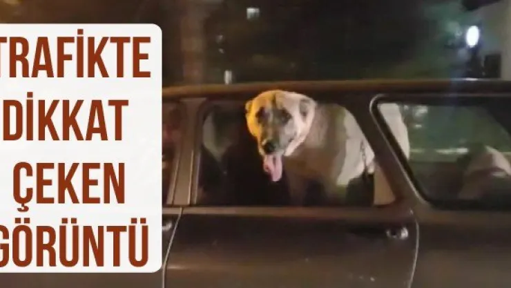 Trafikte dikkat çeken görüntü