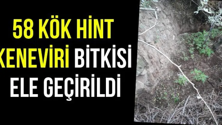 58 kök Hint keneviri bitkisi ele geçirildi