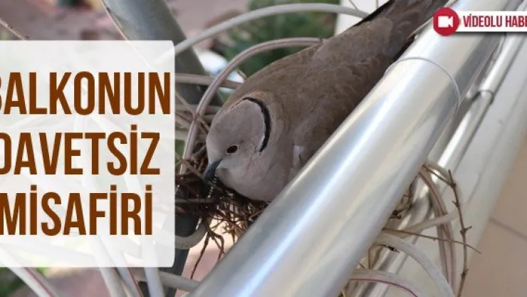 Balkonun davetsiz misafiri