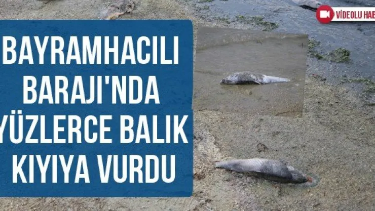 Bayramhacılı Barajı'nda yüzlerce balık kıyıya vurdu