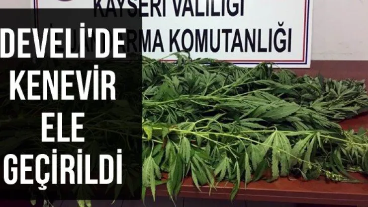Develi'de kenevir ele geçirildi