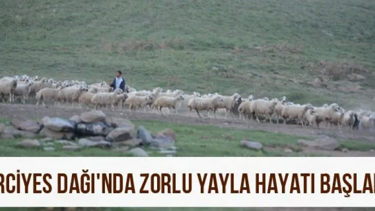 Erciyes Dağı'nda zorlu yayla hayatı başladı