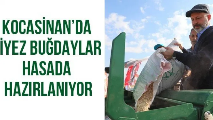 Kocasinan'da Siyez Buğdaylar Hasada Hazırlanıyor