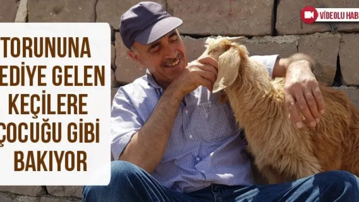 Torununa hediye gelen keçilere çocuğu gibi bakıyor