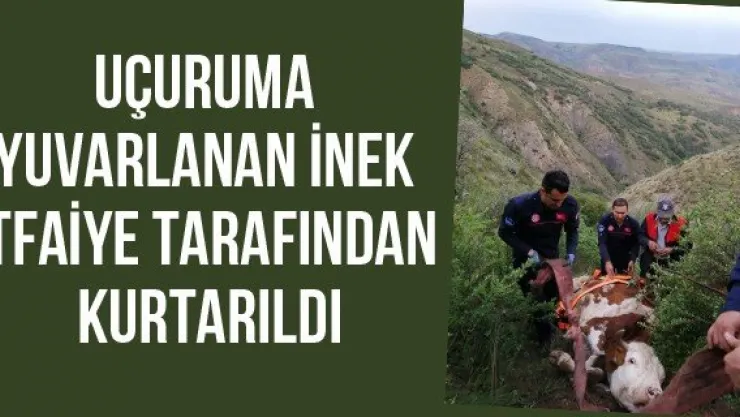 Uçuruma yuvarlanan inek itfaiye tarafından kurtarıldı