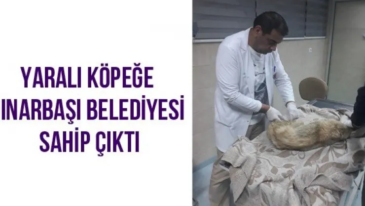 Yaralı Köpeğe Pınarbaşı Belediyesi Sahip Çıktı