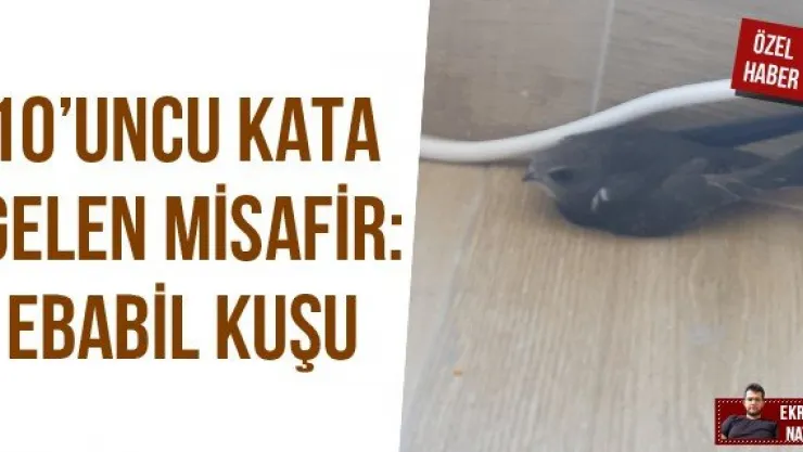 10'uncu kata gelen misafir: Ebabil kuşu