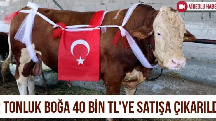 2 tonluk boğa 40 bin TL'ye satışa çıkarıldı