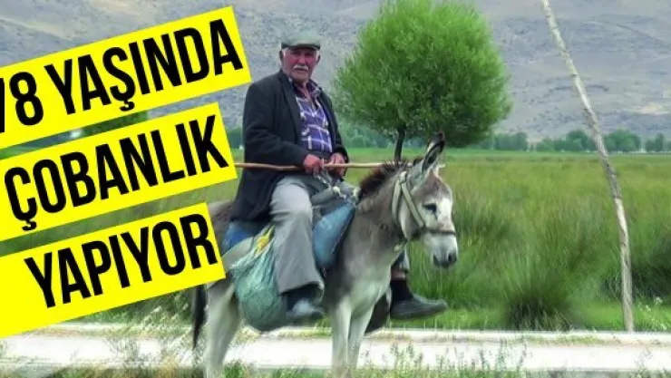 78 yaşında olmasına rağmen çobanlık yapıyor