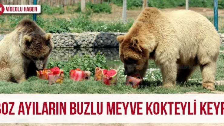 Boz ayıların buzlu meyve kokteyli keyfi