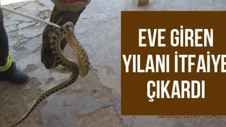 Eve giren yılanı itfaiye çıkardı