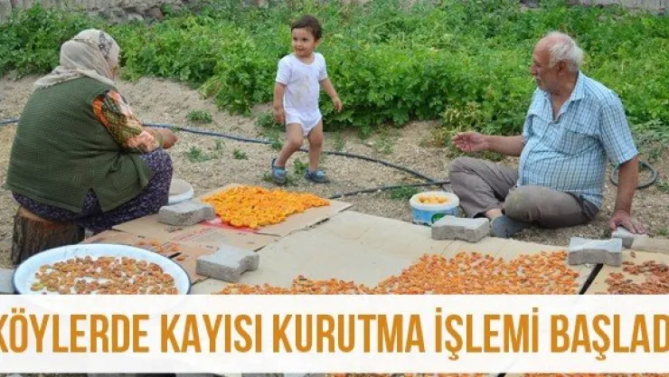 Köylerde kayısı kurutma işlemi başladı